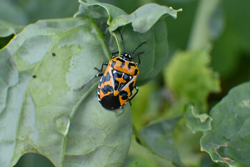 Harlequin bug on broccoli leaf in garden
