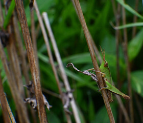 Fototapeta premium Green grasshopper on brown stem