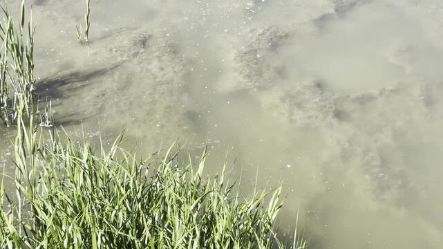 Water flows through mud flats and reeds at low tide