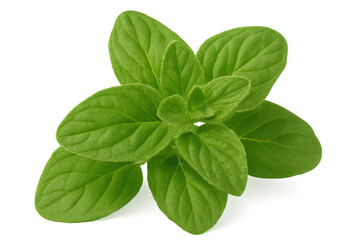 Fototapeta na wymiar Vibrant green oregano leaves close-up, highlighting natural texture and crisp herbal details against transparent backdrop