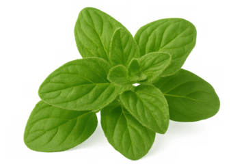 Vibrant green oregano leaves close-up, highlighting natural texture and crisp herbal details against transparent backdrop