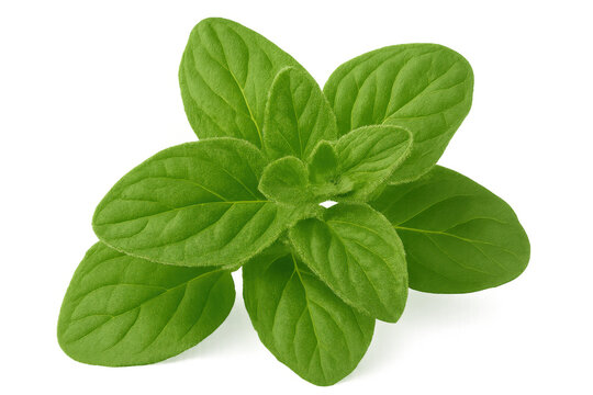 Vibrant green oregano leaves close-up, highlighting natural texture and crisp herbal details against transparent backdrop