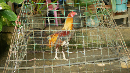 Rooster Philippines chicken cage cockfighting Filipino farm young cock chick poultry cute farm hen,...