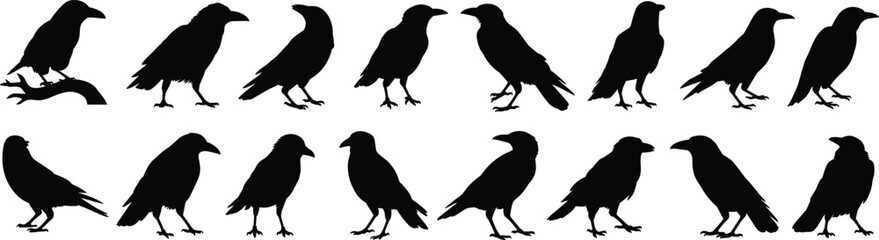 Crow silhouette collection in flight and perched poses, bird vector illustration for nature, wildlife design, spooky content, artistic graphic bundle
