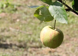 a small apple ripening on a tree, a small apple fruit, a fruit tree, a fruit on a branch