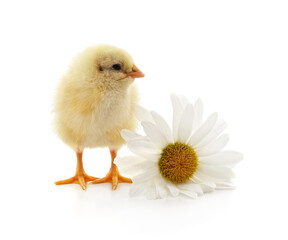 Little chick with white daisy.
