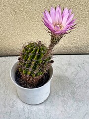 cactus in a pot. White cactus flowers with pink, star-shaped, pointed petals against a light...