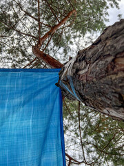 Blue tarpaulin tied to a pine tree creating makeshift shelter