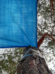 Blue tarp attached to pine tree providing shade