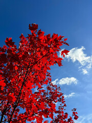 Red Maple tree leaves in autumn