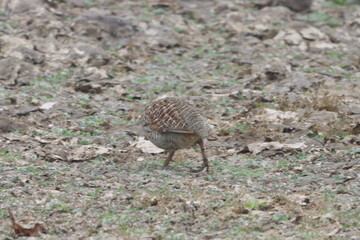 The Grey Francolin is a ground-dwelling bird known for its barred plumage and loud calls. Found in scrublands and open fields, it blends into its habitat with perfect camouflage and alert posture.