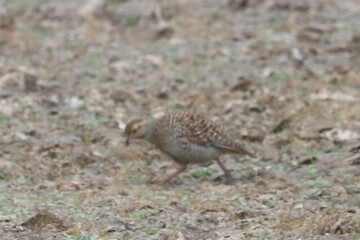 The Grey Francolin is a ground-dwelling bird known for its barred plumage and loud calls. Found in scrublands and open fields, it blends into its habitat with perfect camouflage and alert posture.