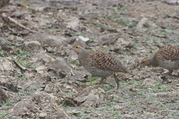 The Grey Francolin is a ground-dwelling bird known for its barred plumage and loud calls. Found in scrublands and open fields, it blends into its habitat with perfect camouflage and alert posture.