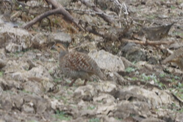 The Grey Francolin is a ground-dwelling bird known for its barred plumage and loud calls. Found in scrublands and open fields, it blends into its habitat with perfect camouflage and alert posture.