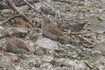 The Grey Francolin is a ground-dwelling bird known for its barred plumage and loud calls. Found in scrublands and open fields, it blends into its habitat with perfect camouflage and alert posture.