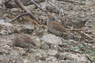 The Grey Francolin is a ground-dwelling bird known for its barred plumage and loud calls. Found in scrublands and open fields, it blends into its habitat with perfect camouflage and alert posture.