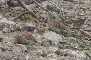 The Grey Francolin is a ground-dwelling bird known for its barred plumage and loud calls. Found in scrublands and open fields, it blends into its habitat with perfect camouflage and alert posture.