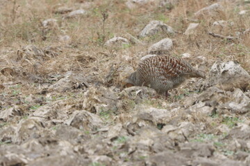 The Grey Francolin is a ground-dwelling bird known for its barred plumage and loud calls. Found in scrublands and open fields, it blends into its habitat with perfect camouflage and alert posture.