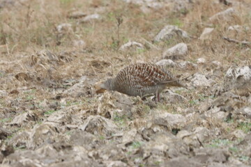 The Grey Francolin is a ground-dwelling bird known for its barred plumage and loud calls. Found in scrublands and open fields, it blends into its habitat with perfect camouflage and alert posture.