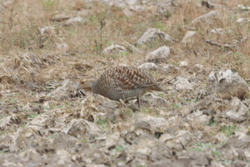 The Grey Francolin is a ground-dwelling bird known for its barred plumage and loud calls. Found in scrublands and open fields, it blends into its habitat with perfect camouflage and alert posture.
