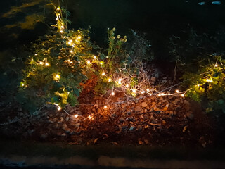 Tree Branches illuminated by rope lights in the park