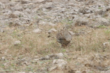 The Grey Francolin is a ground-dwelling bird known for its barred plumage and loud calls. Found in scrublands and open fields, it blends into its habitat with perfect camouflage and alert posture.
