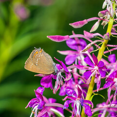 butterfly on pink flower