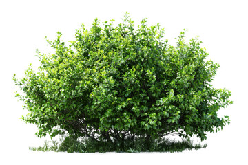 Lush green shrub growth outdoor garden nature bright environment. Isolated on transparent background, png.
