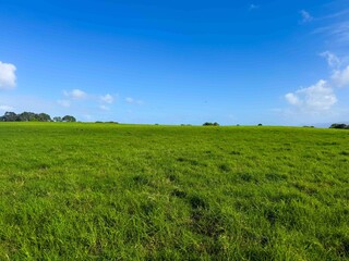 Aerial shot of green grass field in New Zealand nearby blue ocean and under sunny sky.