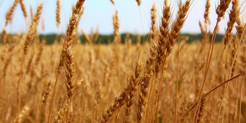 Fototapeta premium Beautiful golden wheat field ready for harvest under the summer sun with beautiful crops.