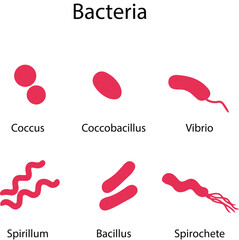 Bacteria types, classification of shapes vector illustration design on transparent background. coccus, coccobacillus, vibrio, spirillum, bacillus, spirochete