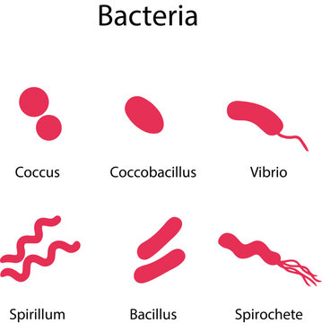 Bacteria types, classification of shapes vector illustration design on transparent background. coccus, coccobacillus, vibrio, spirillum, bacillus, spirochete