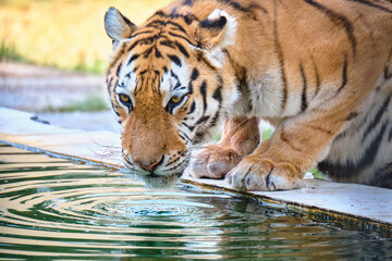 Tiger with a strong gaze. near a pond 