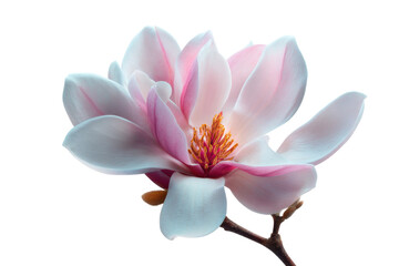Fototapeta premium Blooming magnolia flower close-up nature photography serenity. Isolated on transparent background, png.