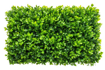 Obraz premium Lush green plant display indoor space nature vibrant top view. Isolated on transparent background, png.