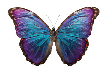 Fototapeta premium Vibrant blue butterfly display nature scene macro photography. Isolated on transparent background, png.