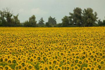 Sunflower Fields of Ukraine: Golden Beauty in Bloom