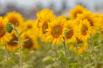 Sunflower Fields of Ukraine: Golden Beauty in Bloom