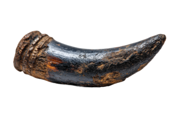 Ancient animal artifacts close-up photography of archaeological finds. Isolated on transparent background, png.