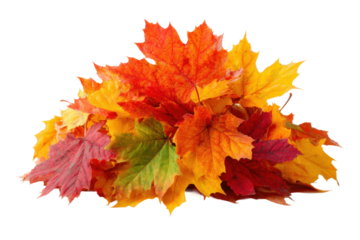 Autumn leaves collection nature still life outdoor close-up. Isolated on transparent background, png.