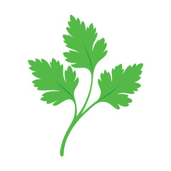 coriander leaves vector art