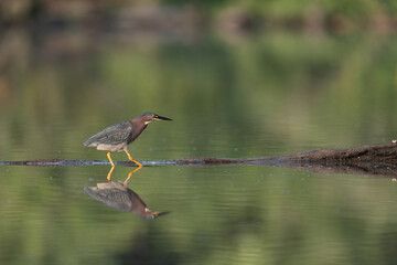 Green heron walking on a branch reflected on the water