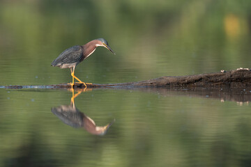 Geen Heron walking on waters edge
