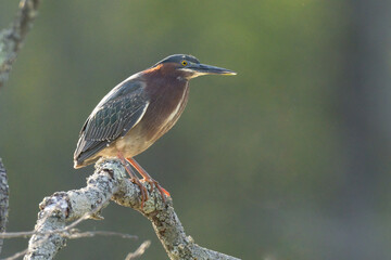Perched Green heron on tree branch