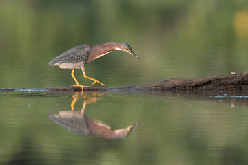 Green heron walking on waters edge 
