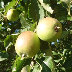 apples on a tree