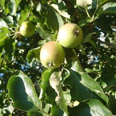 apples on a tree