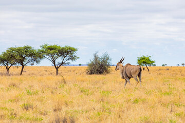 View of wildlife animals in game reserve on safari