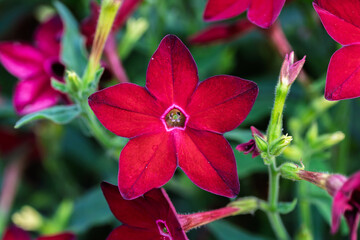 A Bright and Vibrant Red Flower in Full Bloom, Showcasing Natures Incredible Beauty