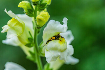 This is a detailed closeup shot of a beautiful Snap Dragon Flower featuring a small insect